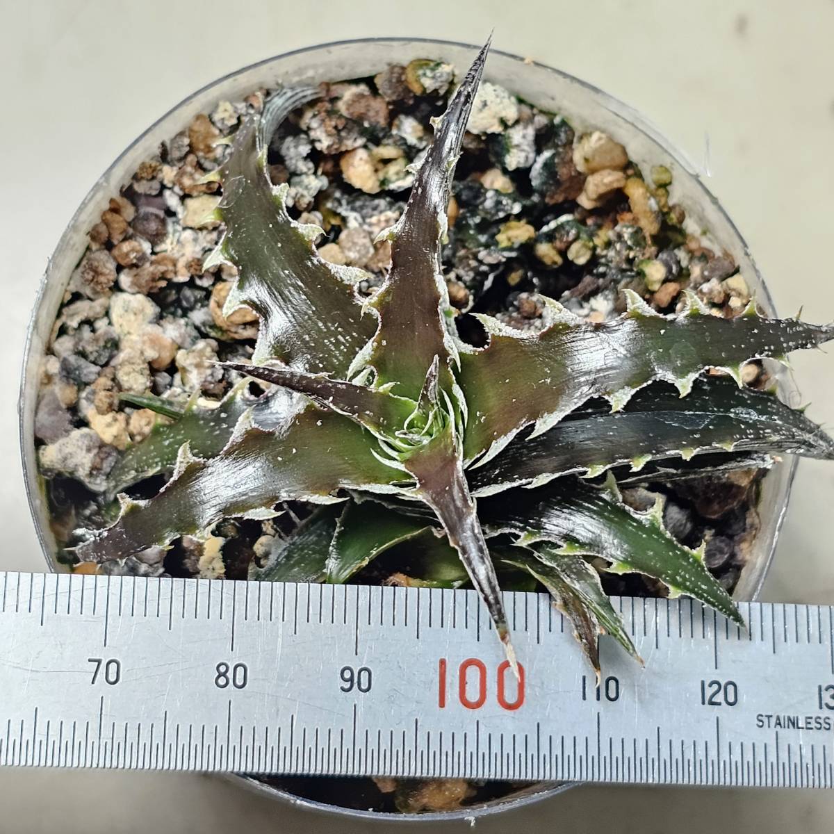 Dyckia Evil Wing　イーブルウイング（イービルウィング） otto Bromeliad Hybrid ディッキア　　　子株22-7 _画像6