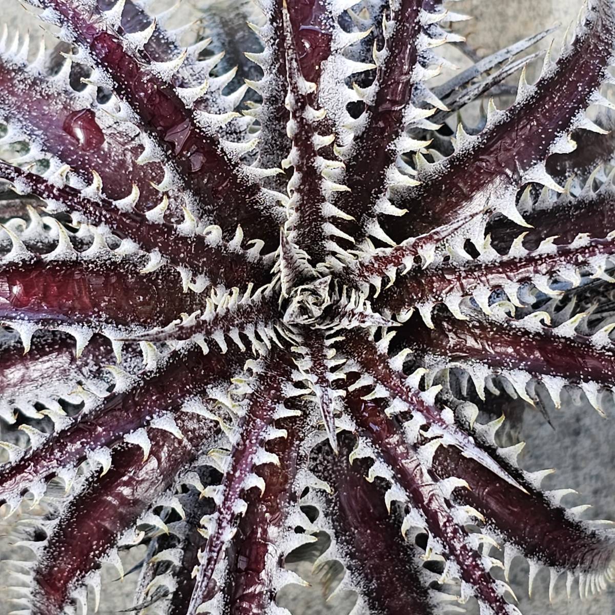 レア株 ディッキア ディッキア・ガンダルフ Dyckia Gandalf bromeliad Cultivar Register(14930) 子株付き 整理D30-4の画像2