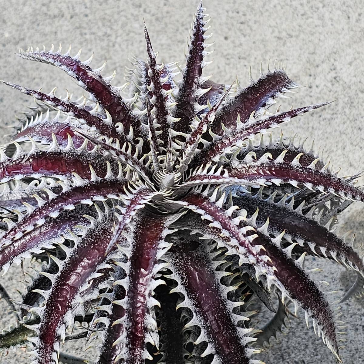 レア株 ディッキア ディッキア・ガンダルフ Dyckia Gandalf bromeliad Cultivar Register(14930) 子株付き 整理D30-4の画像3