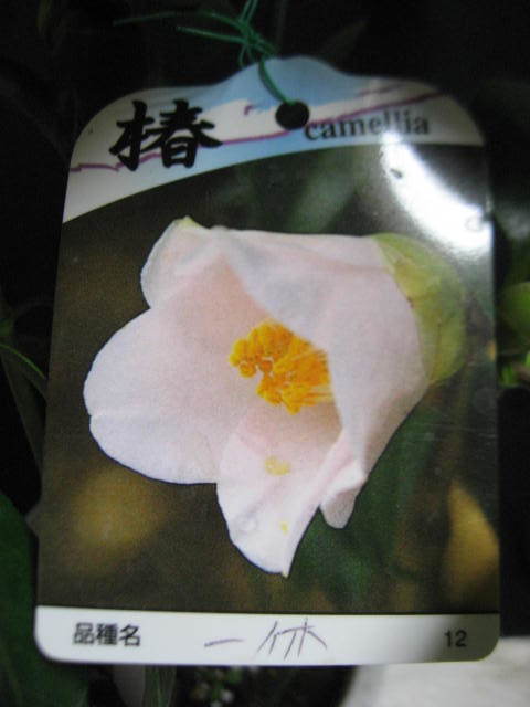 ◆庭植えに　白花一重 筒咲き 　椿 一休/いっきゅう(1)　H=46　4号鉢植え_画像5