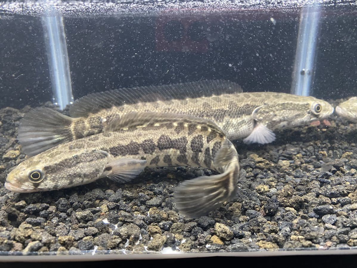 カムルチー 静岡産 画像個体 17cm 19cm 2匹セット 雷魚 淡水魚 野生採取 川魚 ライギョ 肉食魚 大型魚 スネークヘッド タイワンドジョウ _画像7