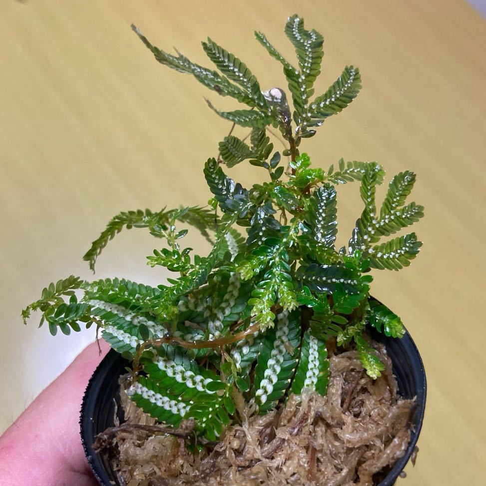 セラギネラ ピクタ Selaginella picta 発根済み_画像2