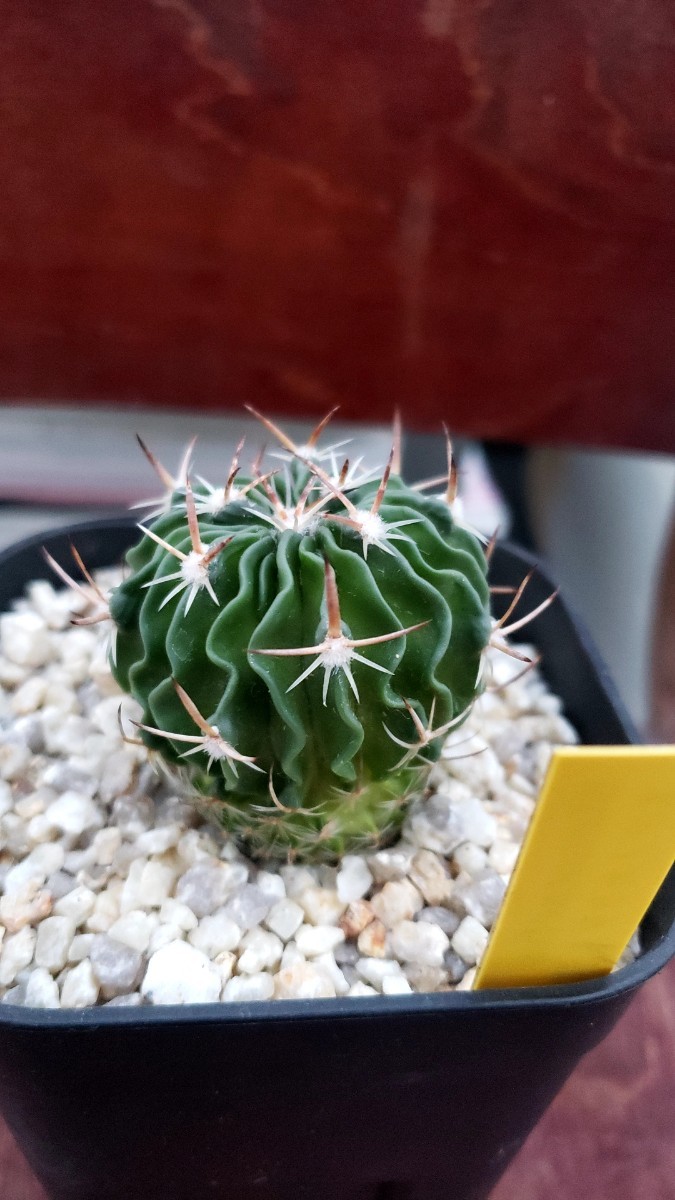 サボテン　ステノカクタス　実生　Stenocactus_画像4