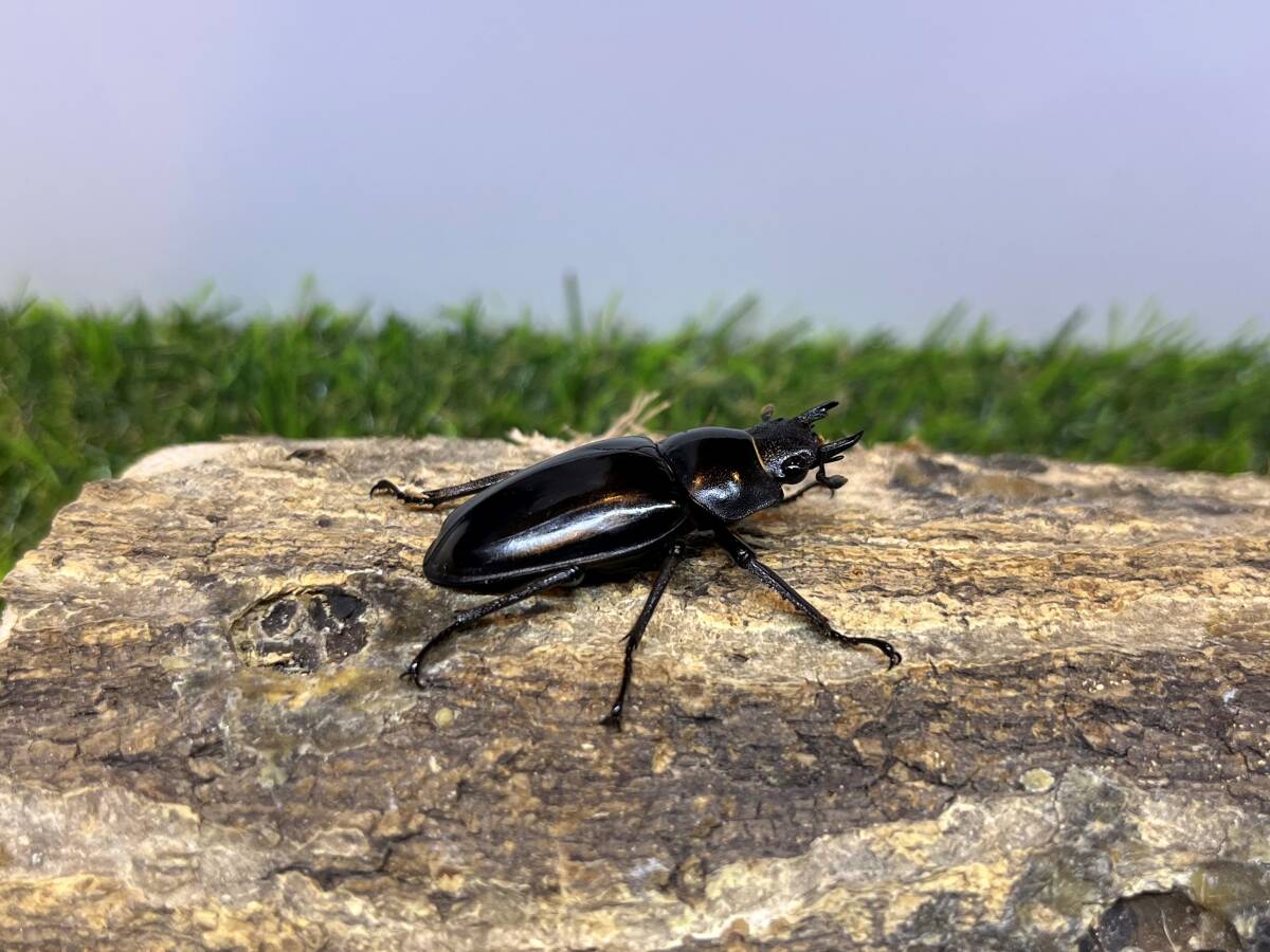 ギラファノコギリクワガタ ♂８３ｍｍ ♀４１ｍｍ 成虫ペア スマトラ島産の画像7