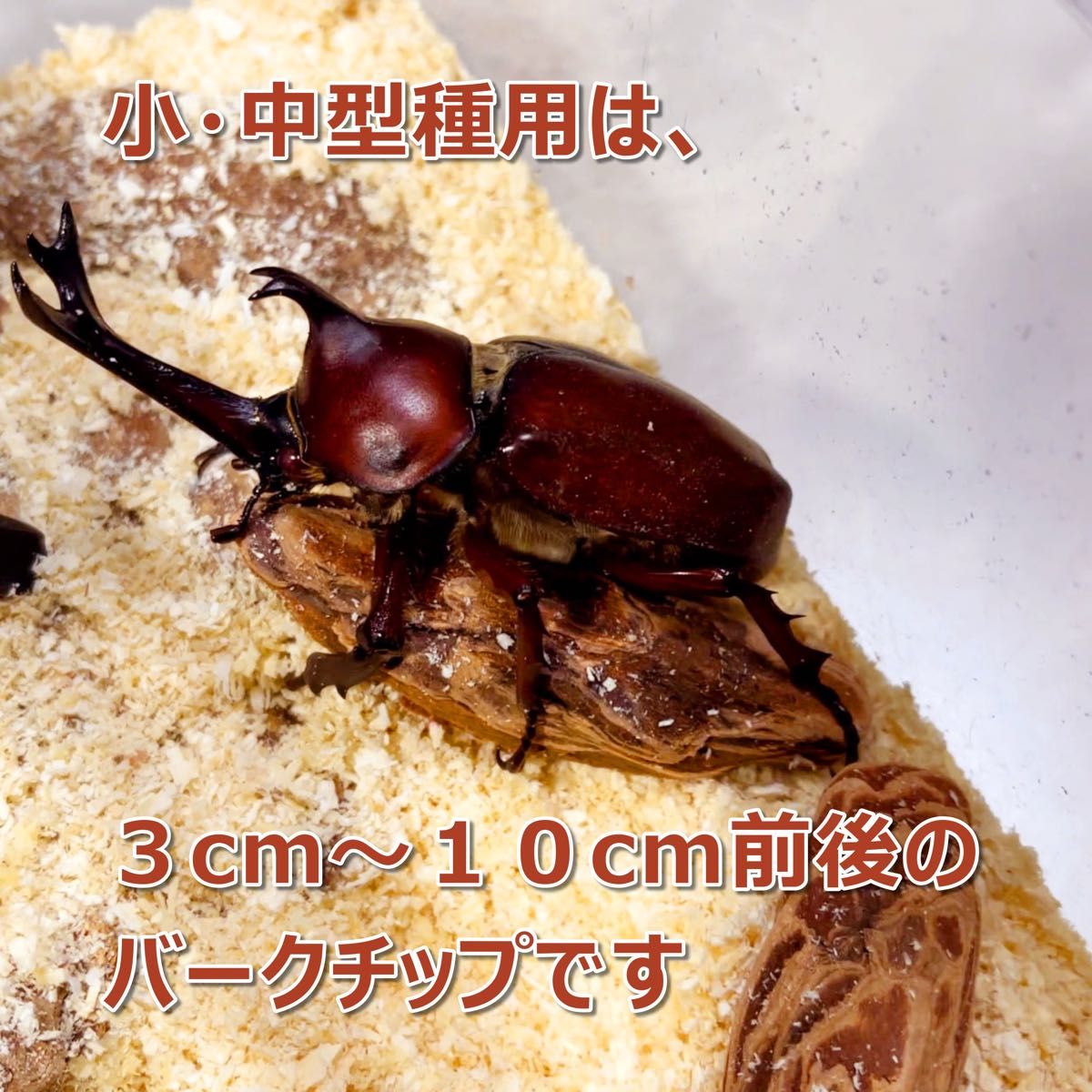 転倒防止材　400g　1個　昆虫用バークチップ　小型～中型種用　カブクワに最適！　国産カブトムシ　クワガタ全般