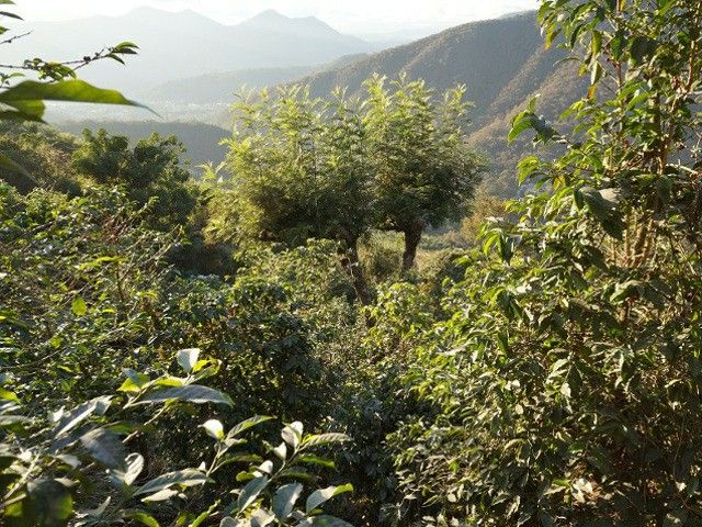 手網直火焙煎珈琲豆グアテマラサンファン農園テキシク200g