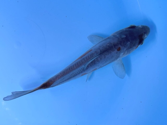  luck . colored carp animation equipped! sun cue CP! change Germany colored carp 16 centimeter aquarium breeding size elegant . beautiful . change colored carp actual article or goods 1 pcs DN-1 Shiga 