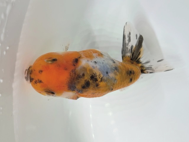  luck . goldfish animation equipped! spring campaign! quality goods Edo . Kato production .. series!. becomes pattern beautiful approximately 10~11 centimeter 3 -years old actual article or goods 1 pcs ES-1 ②-1 goldfish Shiga 