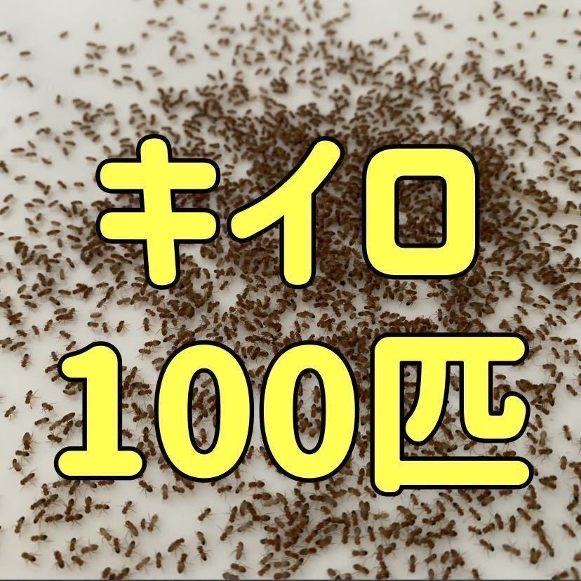 キイロショウジョウバエ 100匹+α 【翌日までに発送】　レパシー　スーパーフライ】　フライトレス 餌用 活き餌 ショウジョウバエ_画像1