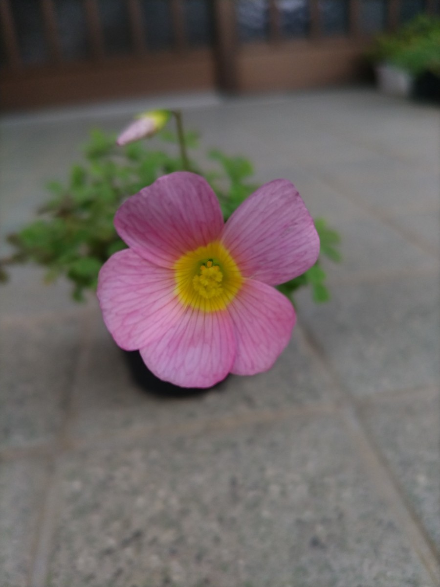 Oxalis obtusa ハイブリッド ミストの苗_画像7