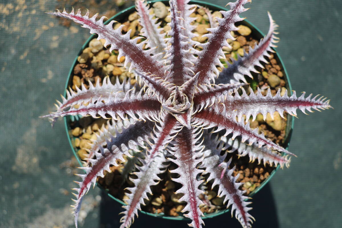 Amazonico★★★★Dyckia 'Abyss' × 'Nemesis'★★★★★ブロメリア ディッキア_画像1