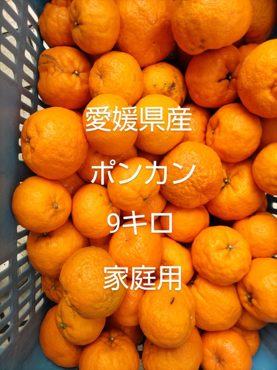 愛媛県産 家庭用 ポンカン 9キロ_画像1