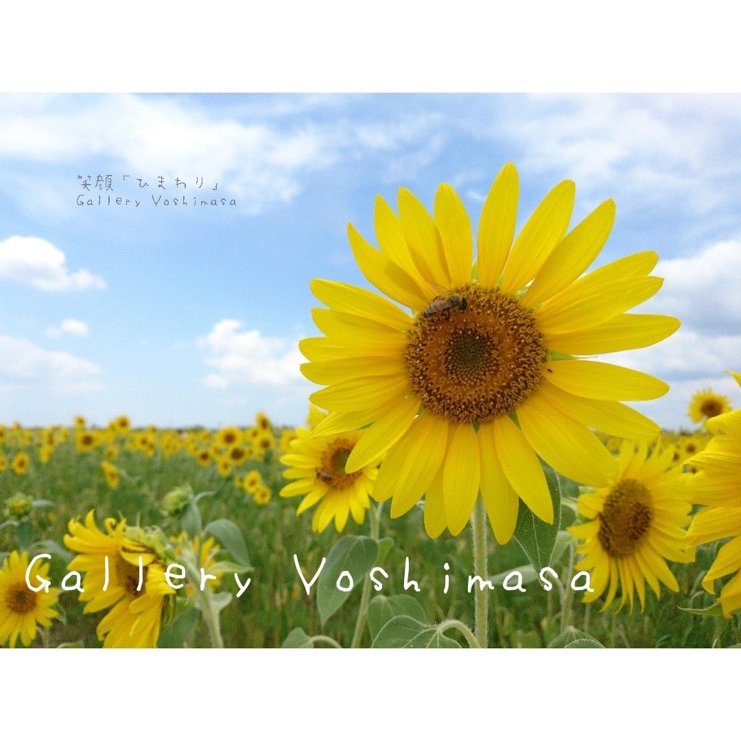 ポストカード５枚セット 笑顔「ひまわり」  向日葵 風景写真 花写真 送料無料