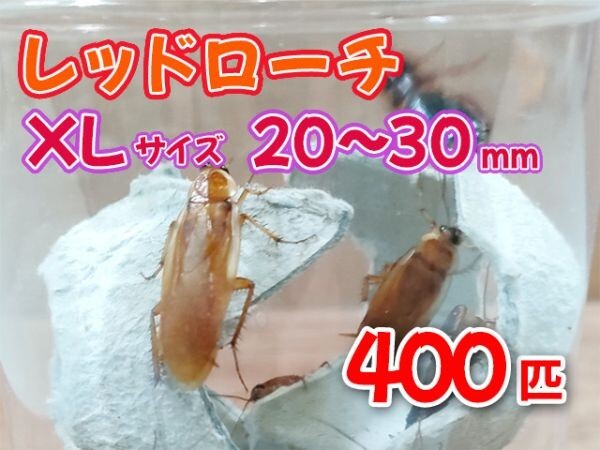 レッドローチ 成虫 XL サイズ 20～30mm 400匹 紙袋配送 生餌 爬虫類 両生類 肉食熱帯魚 小型哺乳類 エサ 活餌 [3482:gopwx2]_画像1