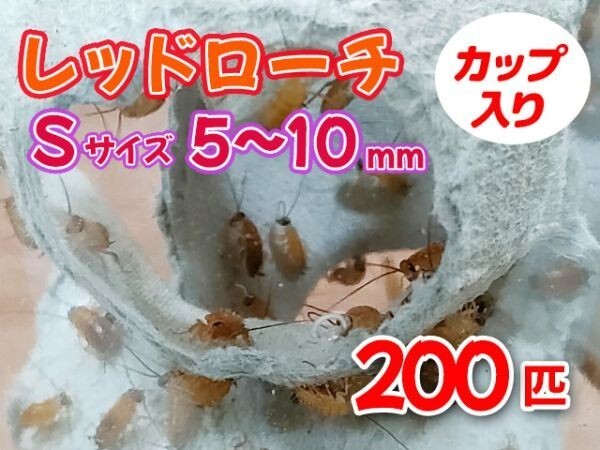 レッドローチ S サイズ 5～10mm 200匹 カップ入り 生餌 爬虫類 両生類 肉食熱帯魚 小型哺乳類 エサ 活餌 [3404:gopwx2]_画像1