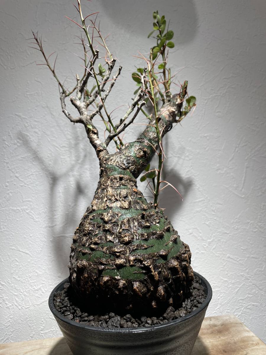 Yahoo!オークション - コレクション株 Fouquieria fasciculata Yahoo!オークション - コレクション株 Fouquieria fasciculata