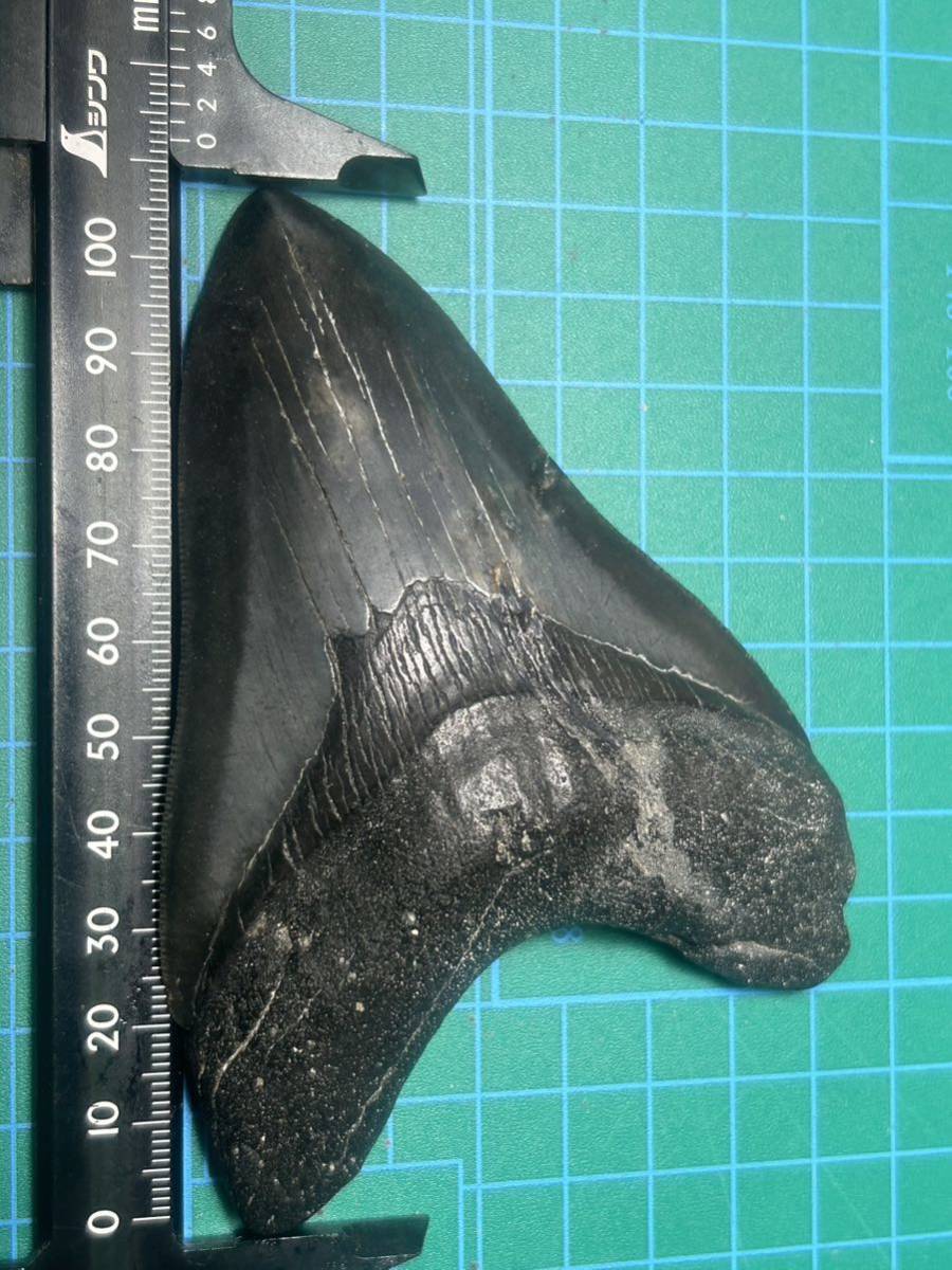 メガロドン 歯 化石 アメリカ サウスカロライナ サメの歯 三葉虫 アンモナイト ナチュラル_画像10