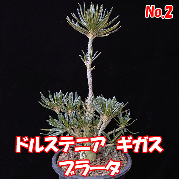 ドルステニア　ギガス　ブラータ　【Dorstenia gigas f. bullata】 　サボテン　多肉植物　挿し木 No.2_画像1