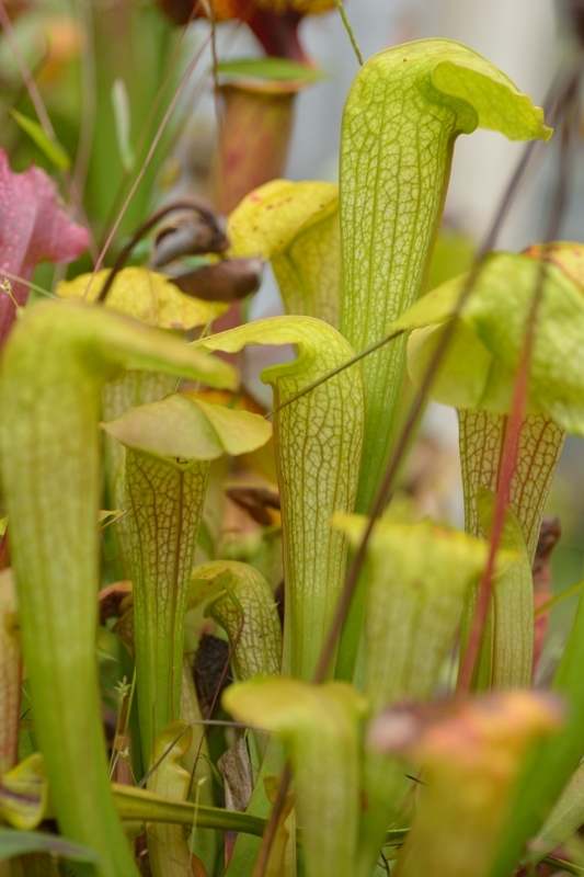 【食虫植物】　Sarracenia x Hummer Hammerhead, MK H101_筒見本