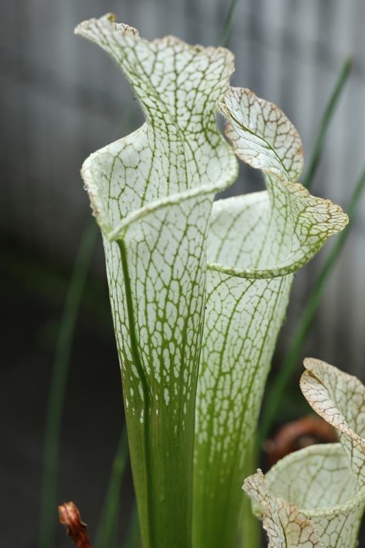 【食虫植物】　Sarracenia leucophylla "Ben´s Bog", Baldwin Co., iP L 19, CK_筒見本