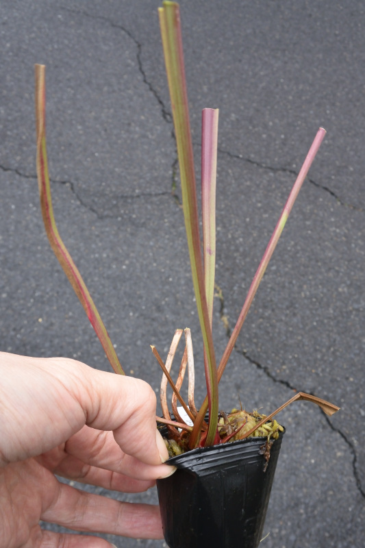 【食虫植物】　Sarracenia alata Red Throat_画像1