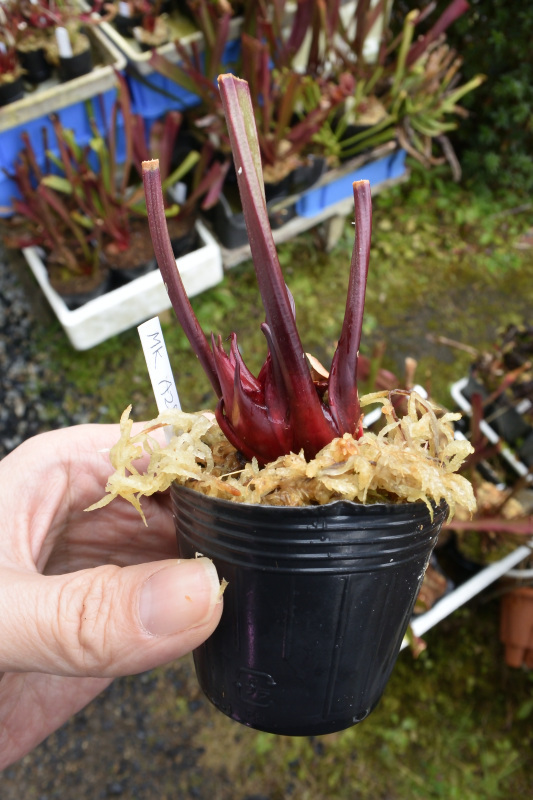 【食虫植物】　Sarracenia alata var. nigropurpurea . Black tube, Stocky pubescent, MK A28_画像2