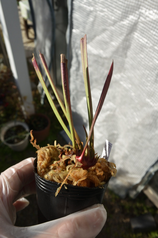 【食虫植物】　人気のレウコ！Sarracenia leucophylla Red Stripe Throat, Cedric_画像1