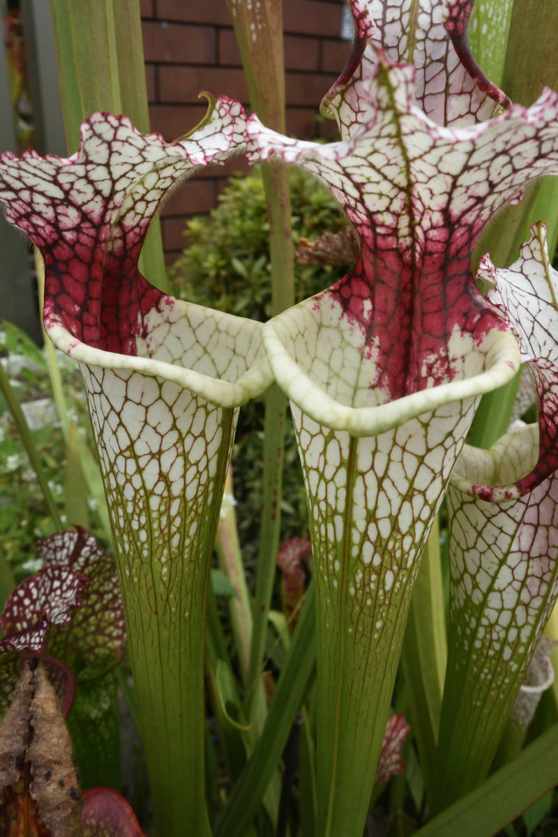 【食虫植物】 Sarracenia leucophylla Red Stripe Throat, 種子 約２０粒 _親見本