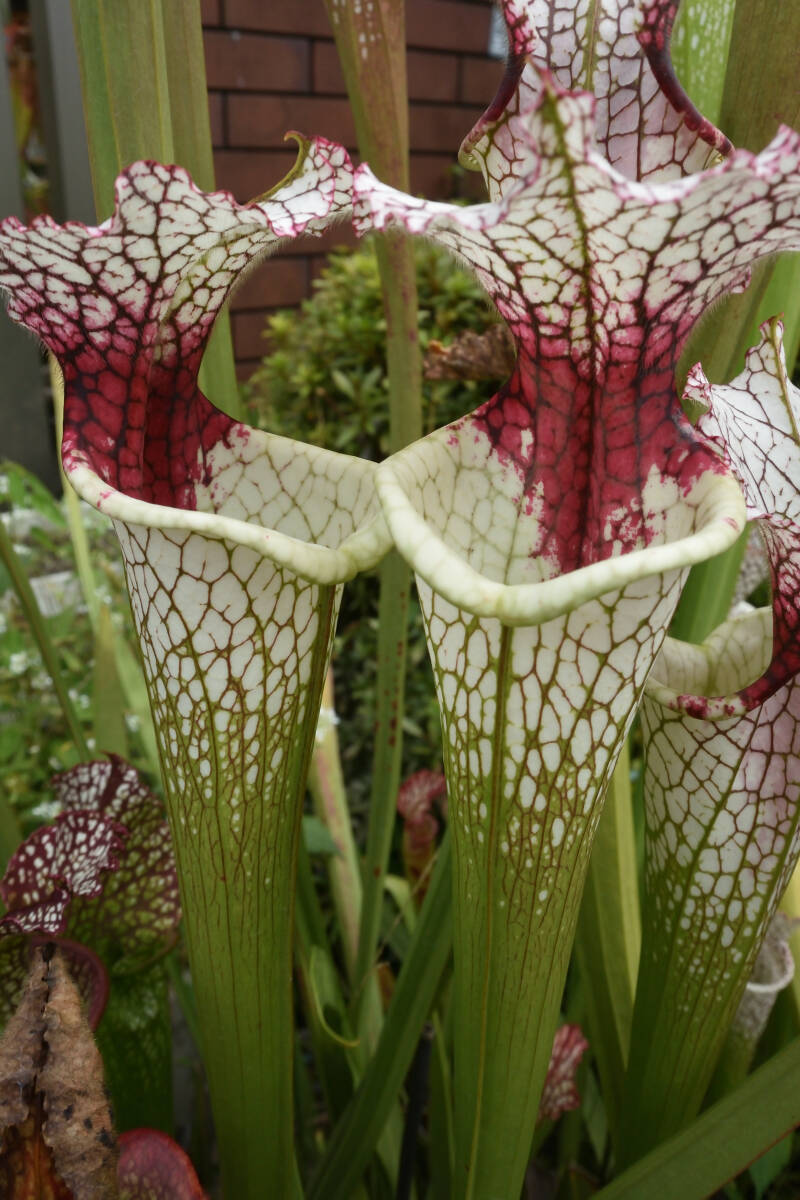 【食虫植物】　人気のレウコ！Sarracenia leucophylla Red Stripe Throat, Cedric_筒見本