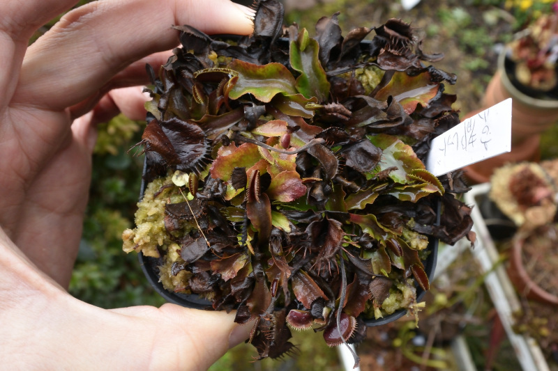 【食虫植物】　Dionaea muscipula Kyoto Red 京都レッド_画像1