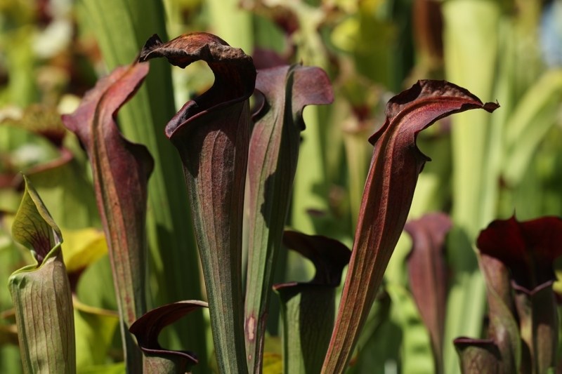 【食虫植物】　Sarracenia alata var. nigropurpurea . Black tube, Stocky pubescent, MK A28_筒見本