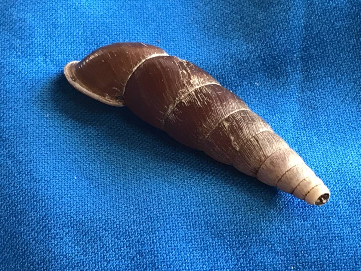 貝標本　静岡県産のキセルの仲間　栗色の色艶の良い個体_画像4