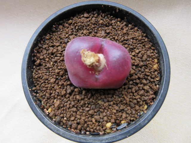 多肉植物　メセン類　コノフィツム　マウガニー　C.maughanii　(カプセル付き）_画像4