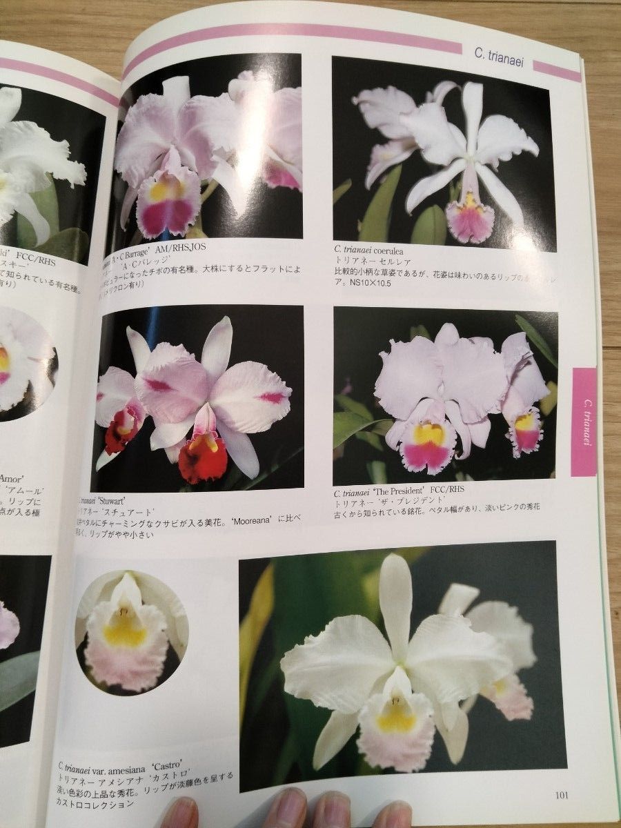 洋らんの情報誌ニューオーキッド No81 New Orchids　シンビジューム　洋蘭　洋ラン　洋らん