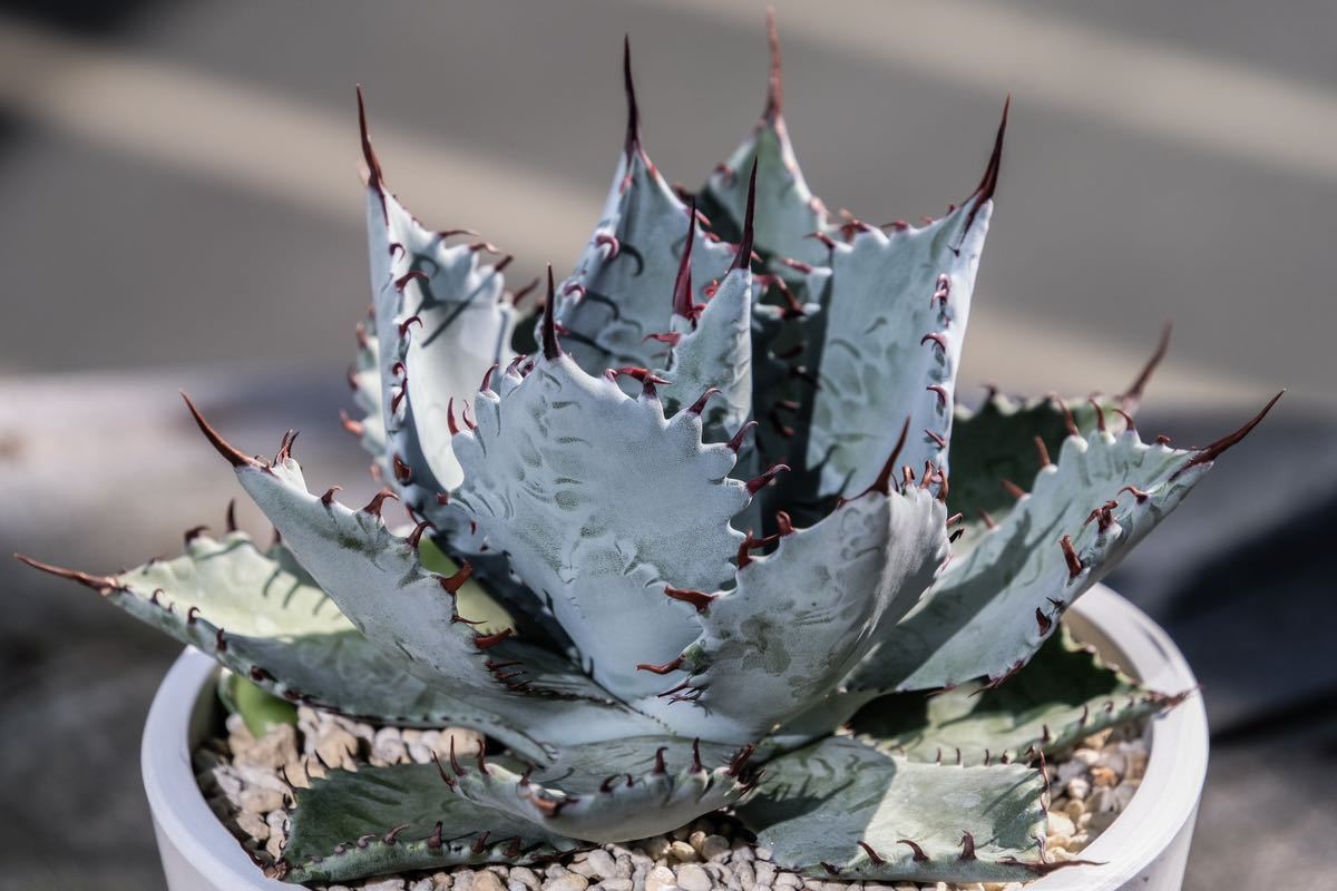 子株】瀧雷×甲蟹 ハイブリッドアガベ hybrid Agave アガベ 子株】瀧雷×甲蟹 ハイブリッドアガベ hybrid Agave アガベ