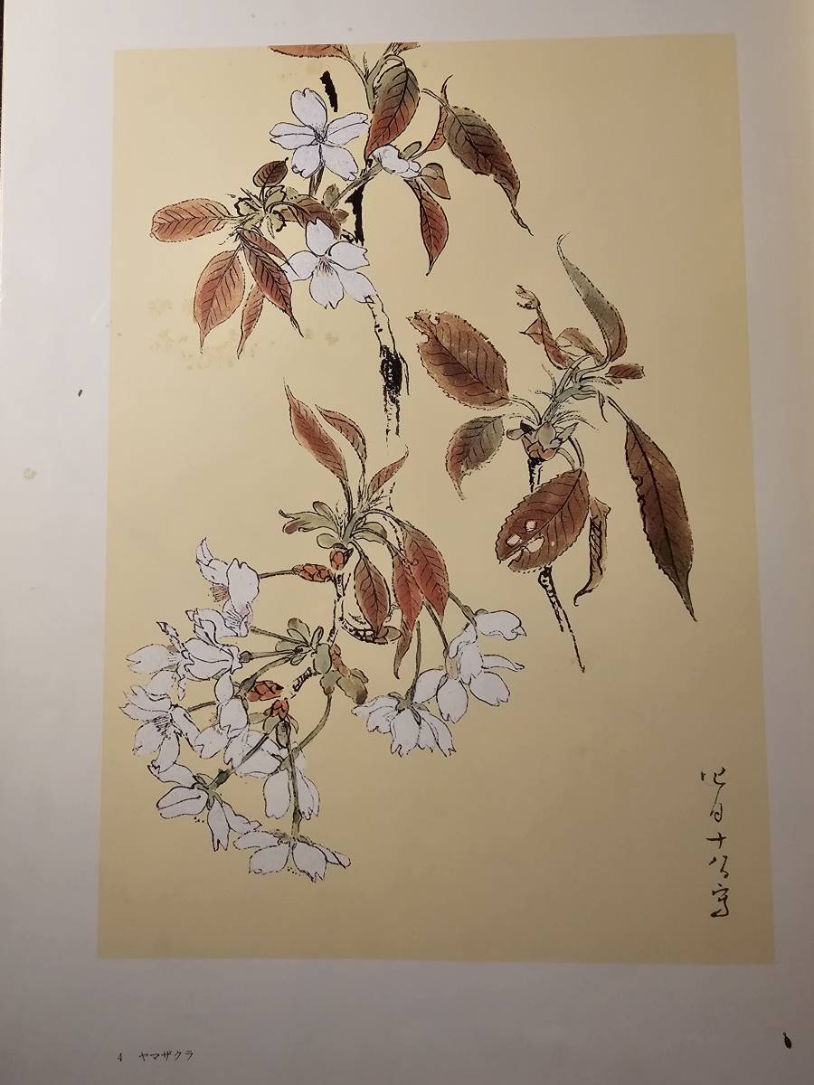 堅山南風素描〈花〉/ 日本放送出版協会_画像6