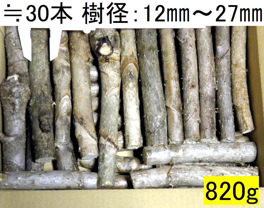 1000円～【黒部産】天然・棘有・タラの木・水耕・穂木・多用途・60サイズ略満タンφ14mm～27mm≒30本 重量≒820g_画像1