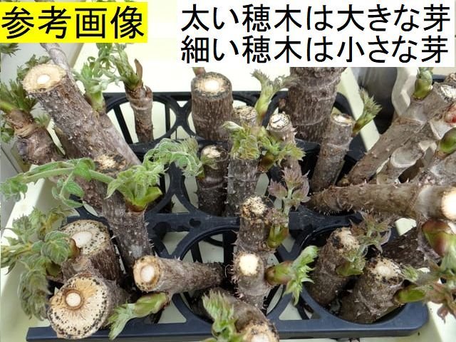 1000円～【黒部産】黒部産・天然・棘有・タラの木・水耕・穂木・多用途・60サイズ略満タンφ27mm～46mm≒31本 重量≒3,200g_画像8