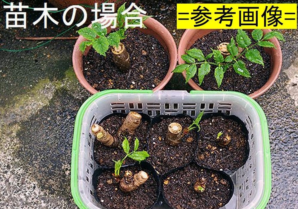 1000円～【黒部産】黒部産・天然・棘有・タラの木・水耕・穂木・多用途・60サイズ略満タンφ27mm～46mm≒31本 重量≒3,200g_画像9