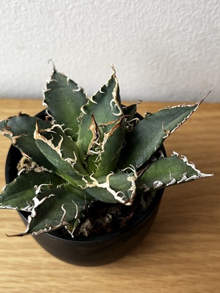 208 アガベ アリゾナ メリクロン Agave titanota Oaxaca from Arizona_画像1