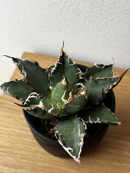 209 アガベ アリゾナ メリクロン Agave titanota Oaxaca from Arizona_画像5