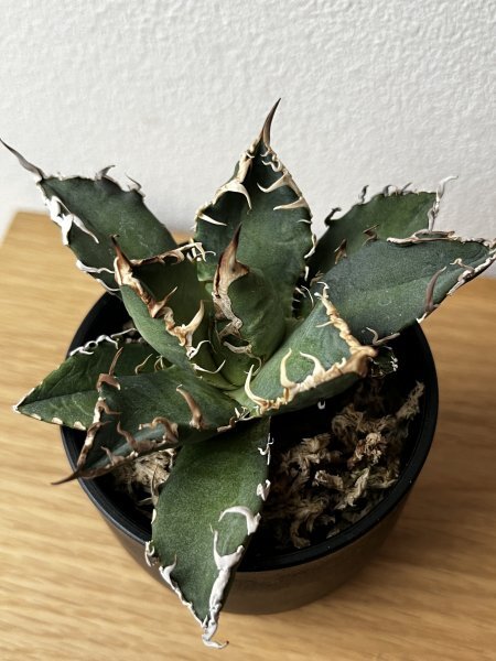 209 アガベ アリゾナ メリクロン Agave titanota Oaxaca from Arizona_画像2