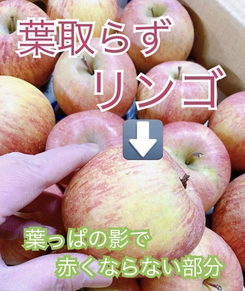 2月15日発送予定。会津の葉取らず家庭用小ぶりリンゴ。_画像2