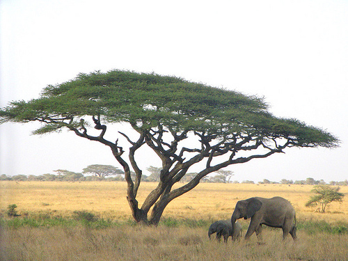 ■激レア！アフリカ平原生息の滑稽な傘の樹 サバンナ アカシア＝アンブレラツリー種10粒 ⑮ 盆栽に ш п**ц**の画像3