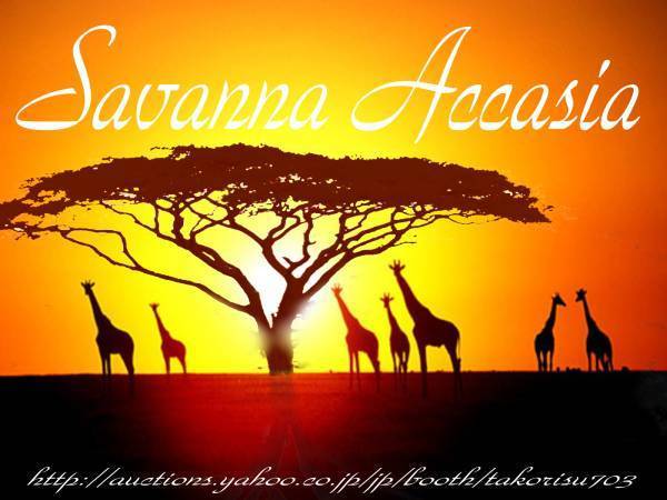 ■激レア！アフリカ平原生息の滑稽な傘の樹 サバンナ アカシア＝アンブレラツリー種10粒 ⑮ 盆栽に ш п**ц**の画像1