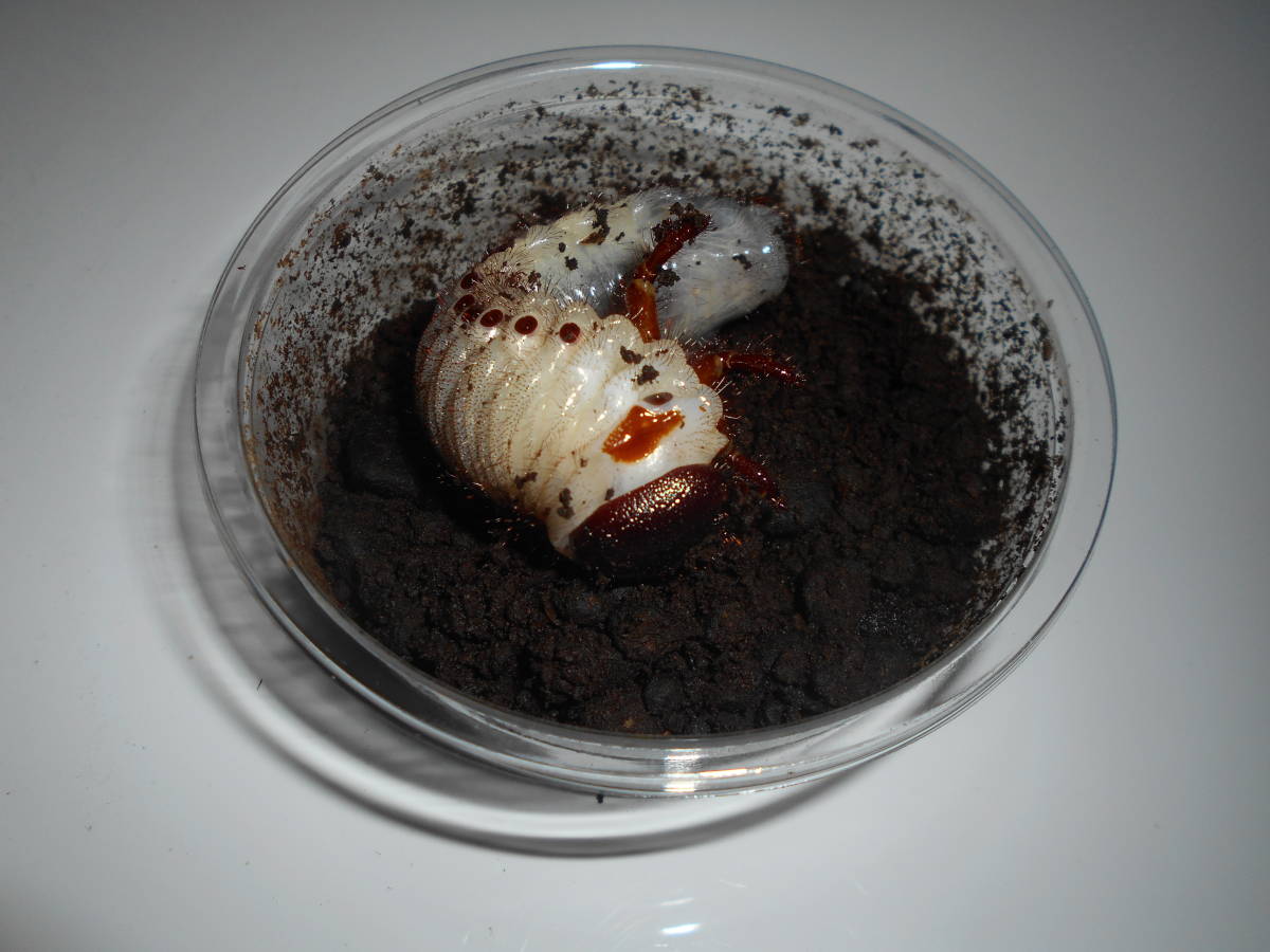 大型極太血統　ヘラクレス オオカブトムシ　３齢幼虫×１０_参考画像です。