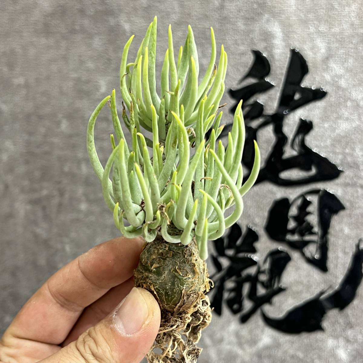 【龍園觀】①No.5109 特選 塊根植物 チレコドン ペアルソニー ベアルート株 発根済み 冬型コーデックス_画像4