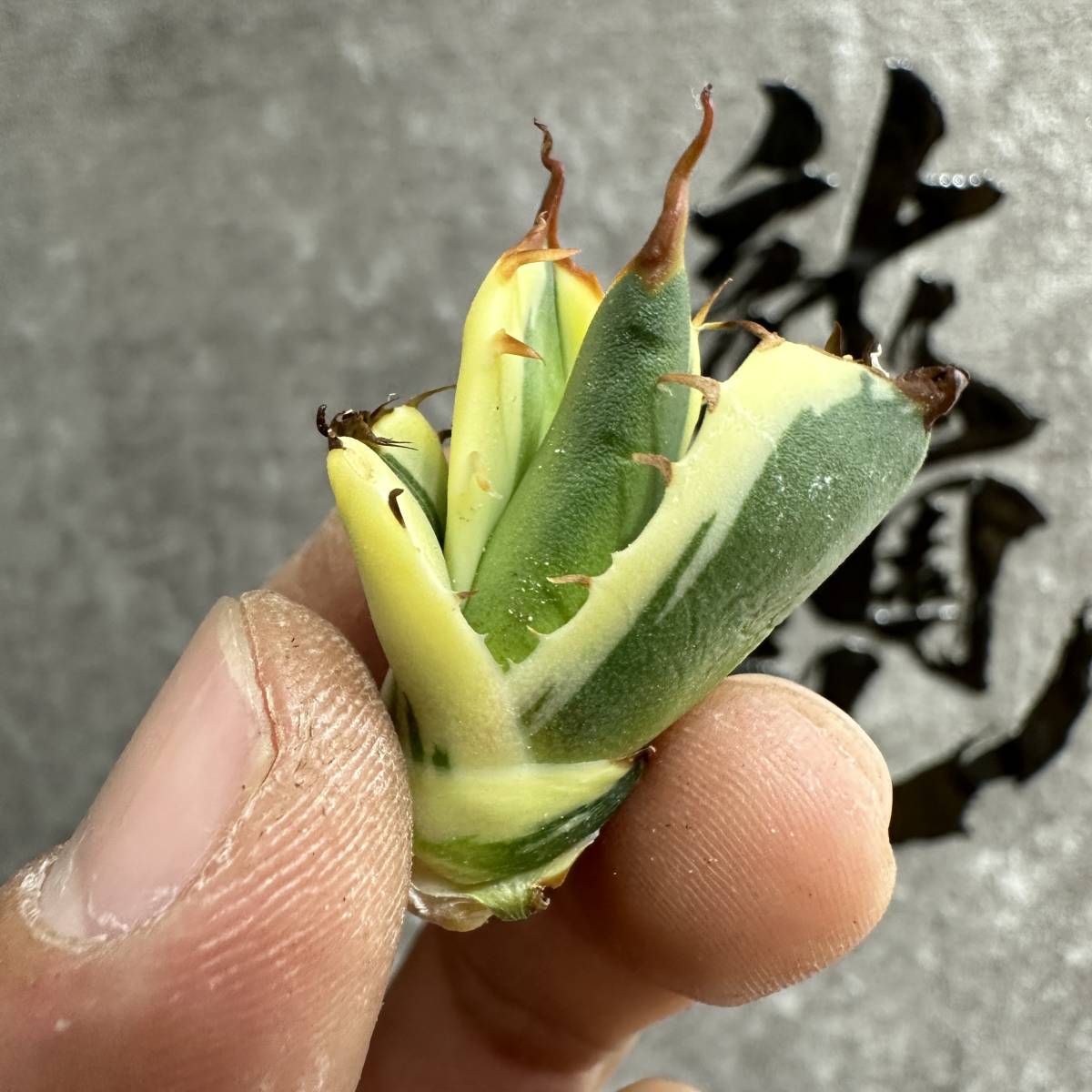 【龍園觀】① No.417 特選 アガベ 多肉植物　スナグルトゥース　極上株 激レア！_画像7