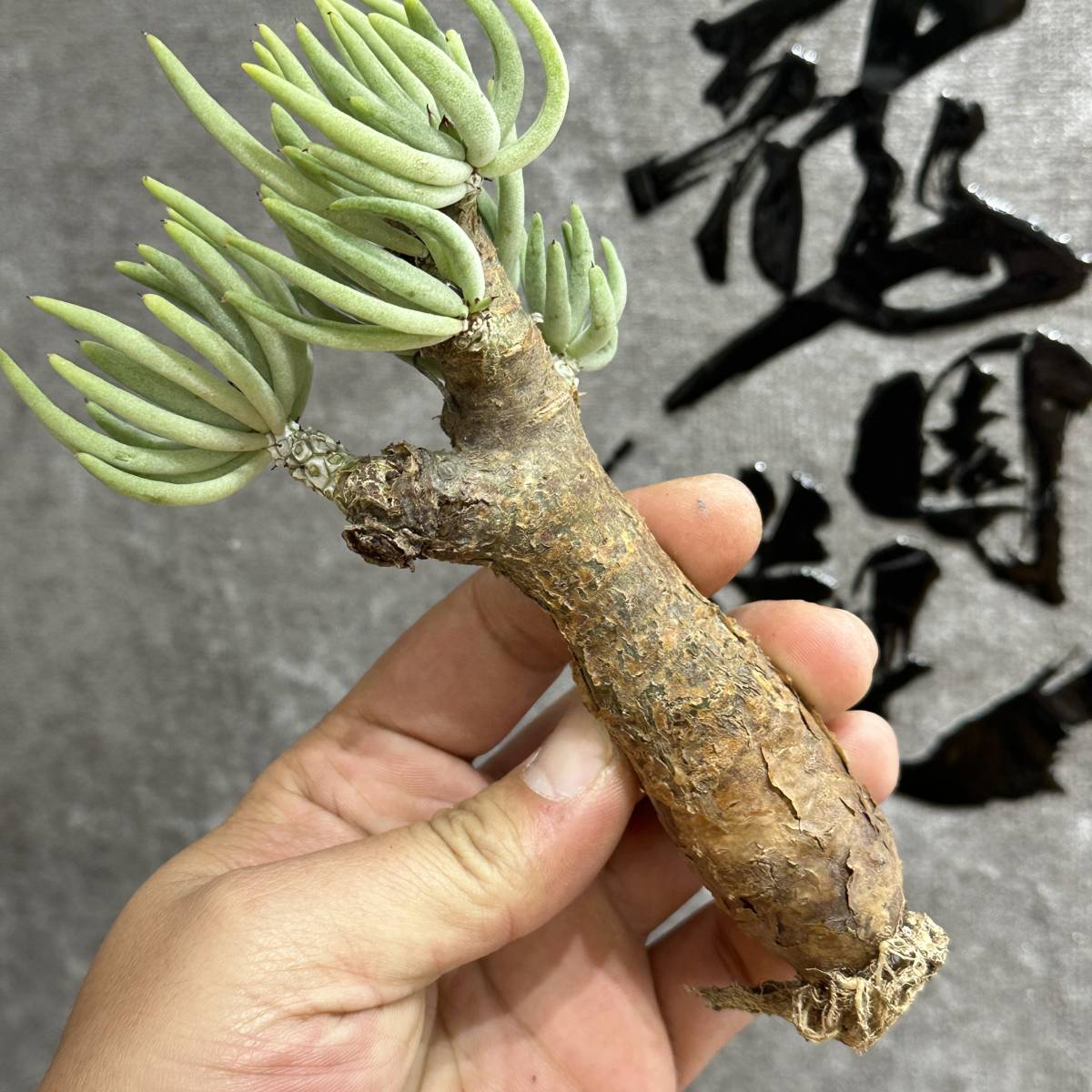 【龍園觀】①No.551 特選 塊根植物 チレコドン ペアルソニー ベアルート株 発根済み 冬型コーデックス _画像8