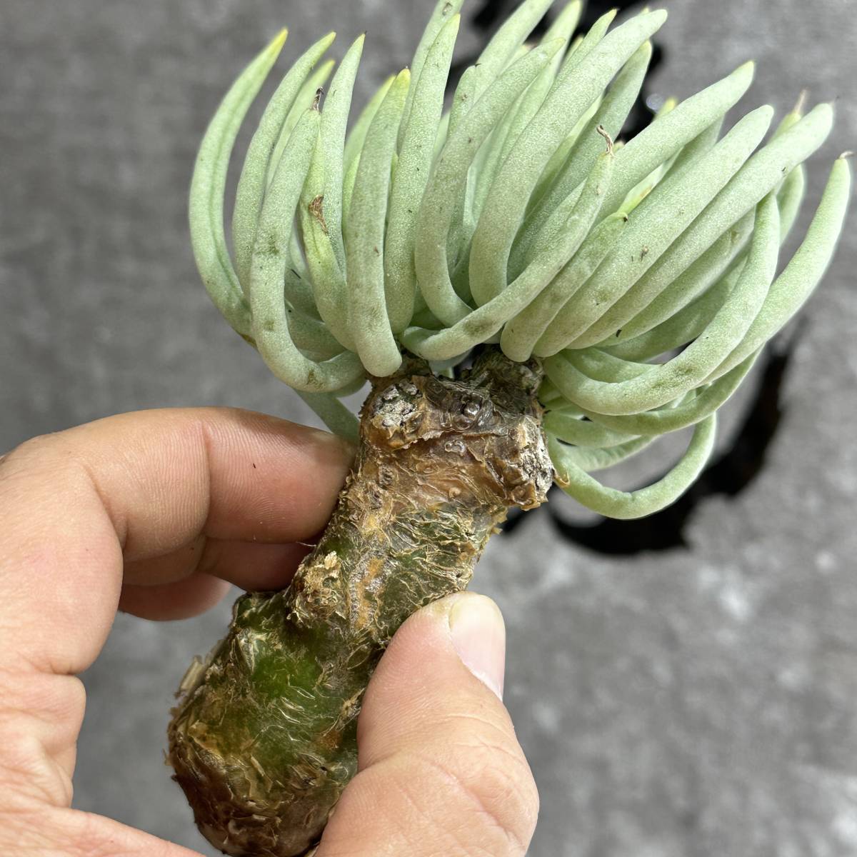 【龍園觀】①No.553 特選 塊根植物 チレコドン ペアルソニー ベアルート株 発根済み 冬型コーデックス _画像9